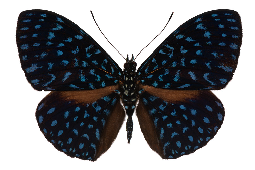 Familie der Edelfgalter,   70 mm Flügelspannweite, Bolivien